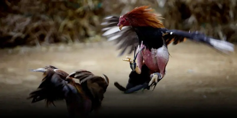 Đá Gà Mmwin – Đẳng Cấp Của Từng Chiến Kê